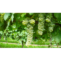 Coda di Volpe, Colline del Sole, Campania 2023